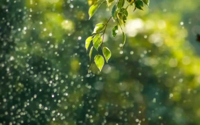 L&rsquo;impact environnemental des sites web